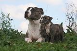AMSTAFF  ADULT & PUPPIES 090